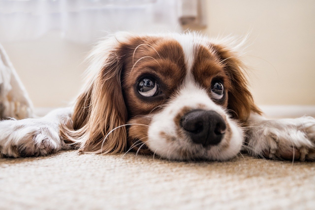 Puppy lying down on a rug