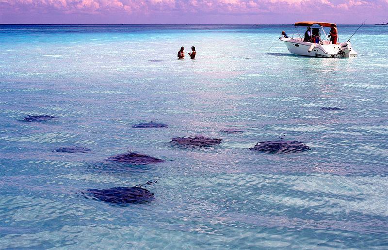 This image has an empty alt attribute; its file name is 800px-Stingray_City_Cayman_Islands.jpg