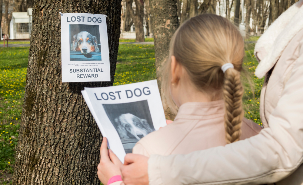 Pet insurance To Help Find Your Lost or Stolen Pet