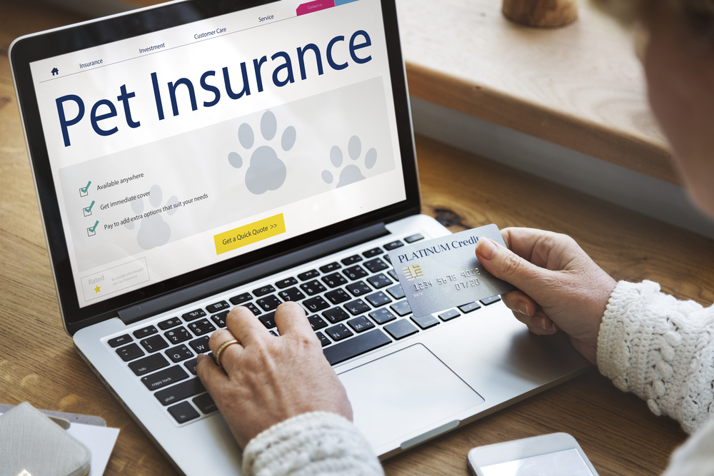 Reasons to Buy Pet Insurance for Your Dog or Cat