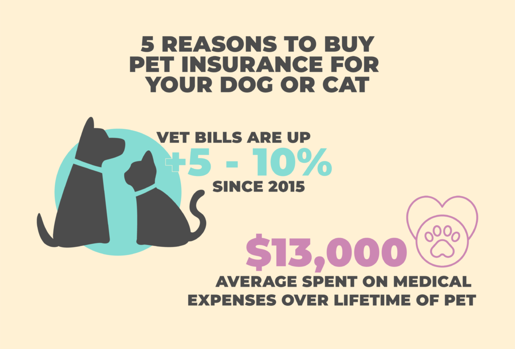 Reasons to Buy Pet Insurance for Your Dog or Cat